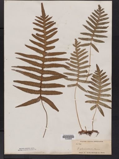 Polypodium