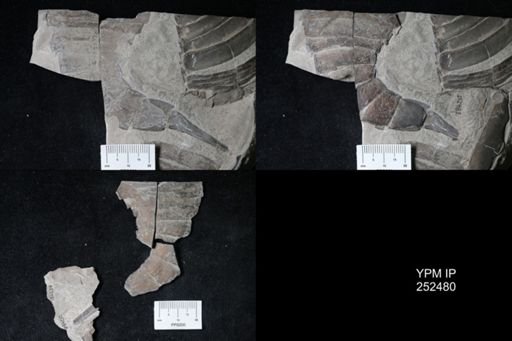 undet. Eurypterida