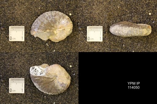 Discoscaphites conradi