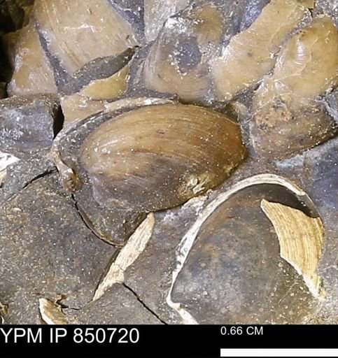 Limopsis striatopunctatus