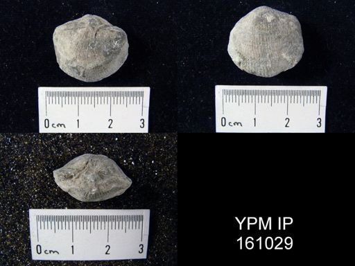 Gotatrypa
