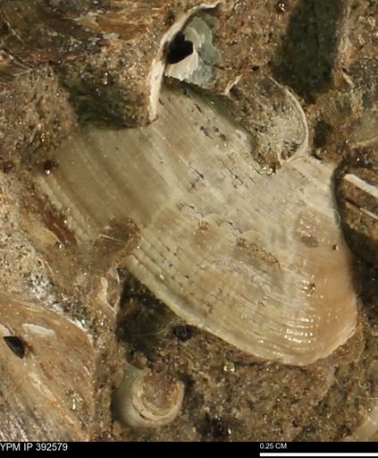 Protocardia subquadrata