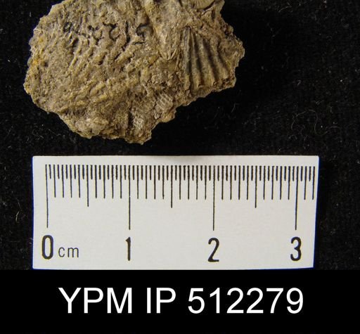 Spiriferina?