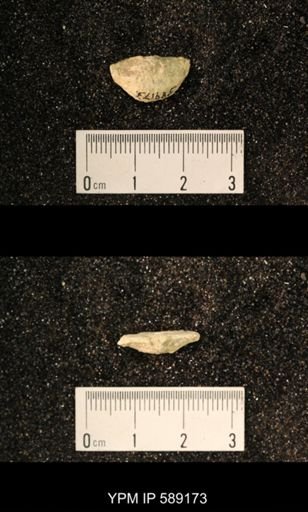 Sowerbyella sp.
