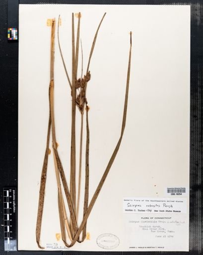 Scirpus fluviatilis