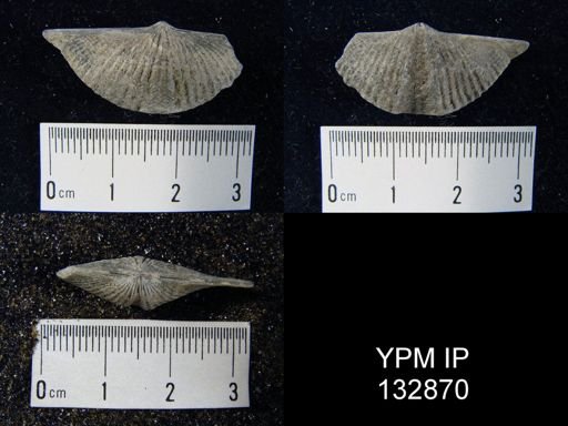 Mucrospirifer mucronatus