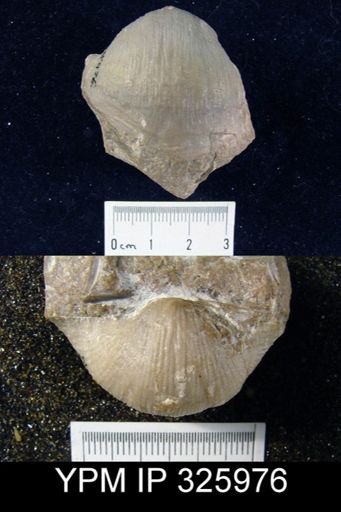 Linoproductus?