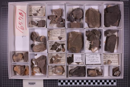 mixed taxa, stratigraphic collection