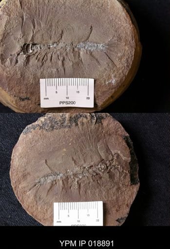 Acanthotelson stimpsoni