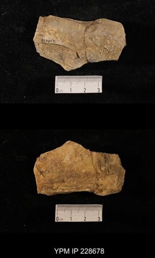 Orthoceras