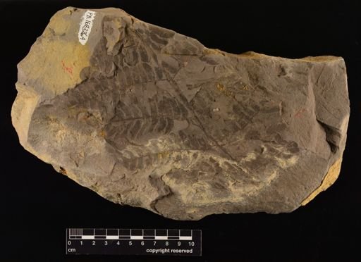 Cladophlebis sp.
