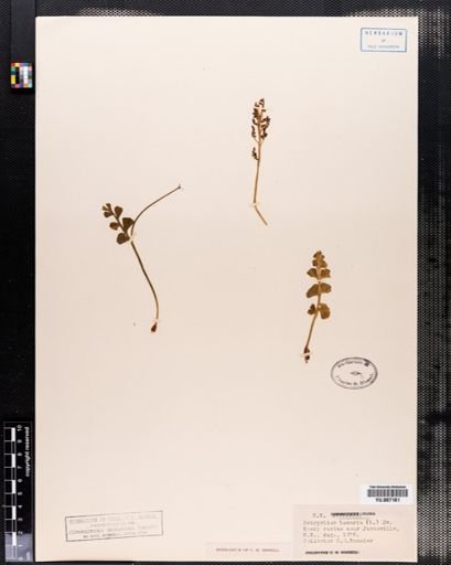 Botrychium lunaria