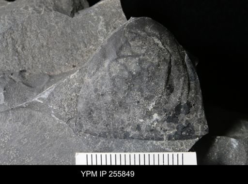 Hughmilleria sp.