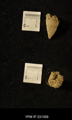 Lophophyllum profundum