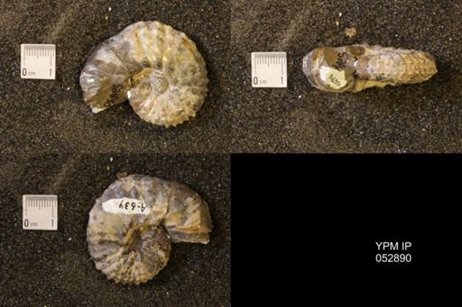 Discoscaphites gulosus