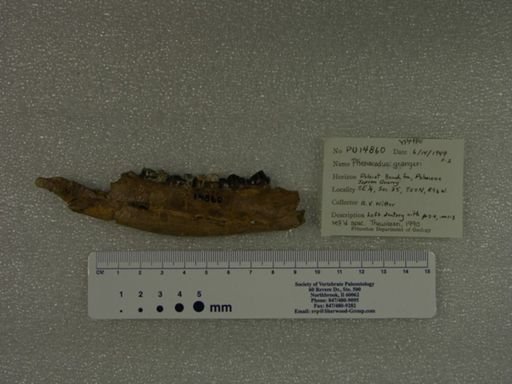 Phenacodus grangeri