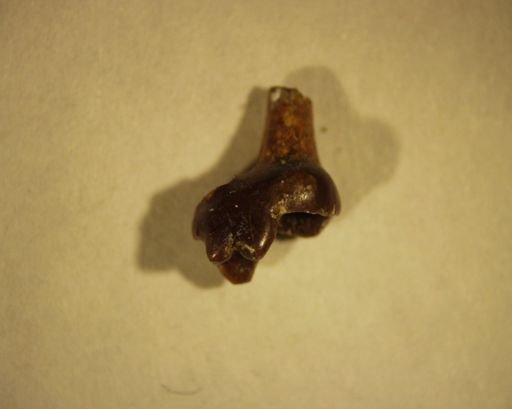Miacis sp.