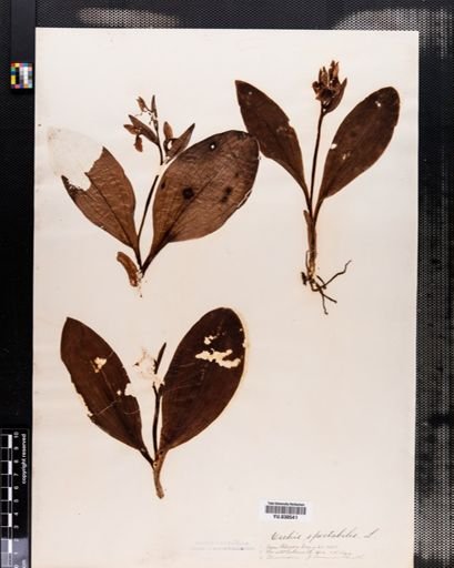 Orchis spectabilis