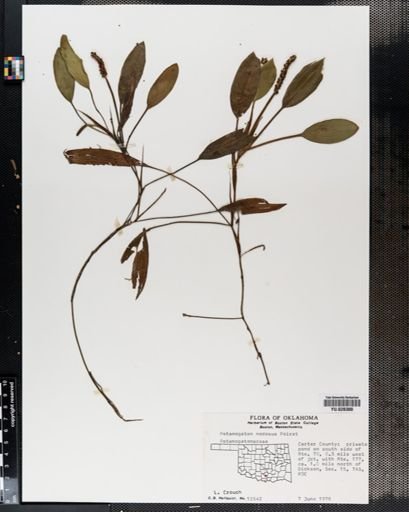 Potamogeton nodosus