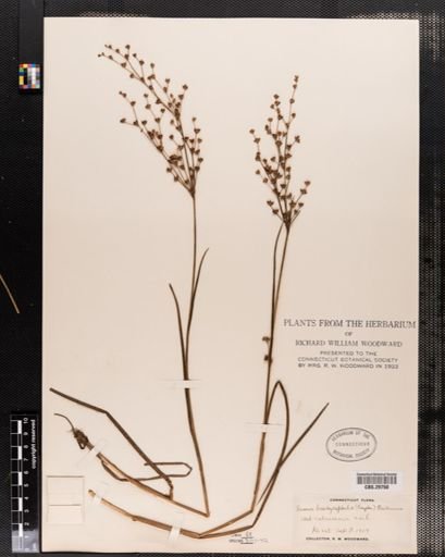 Juncus brachycephalus