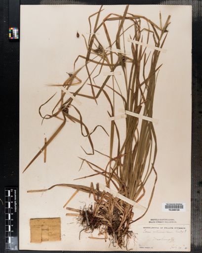 Carex intumescens