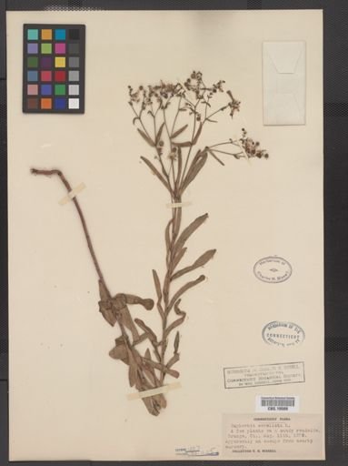Euphorbia corollata