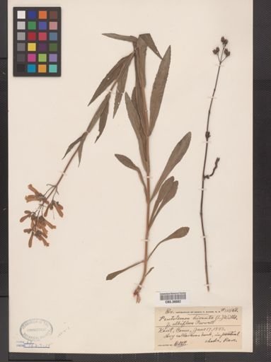 Penstemon hirsutus