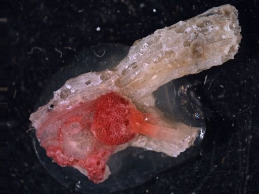 Lichenopora