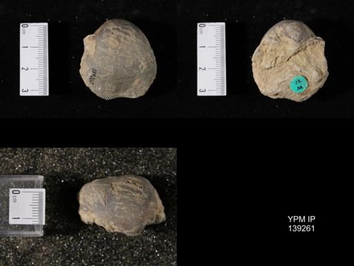 Productus (Linoproductus) lineatus