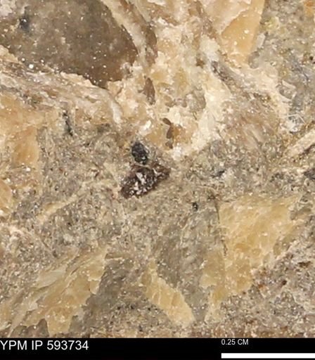 Baculites sp.