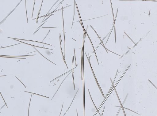 Cladorhiza