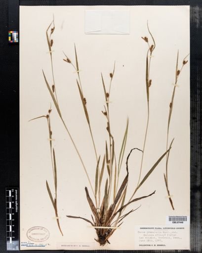 Carex granularis