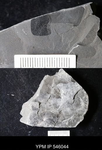 undet. Eurypterida