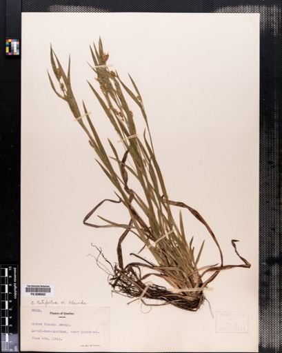 Carex blanda