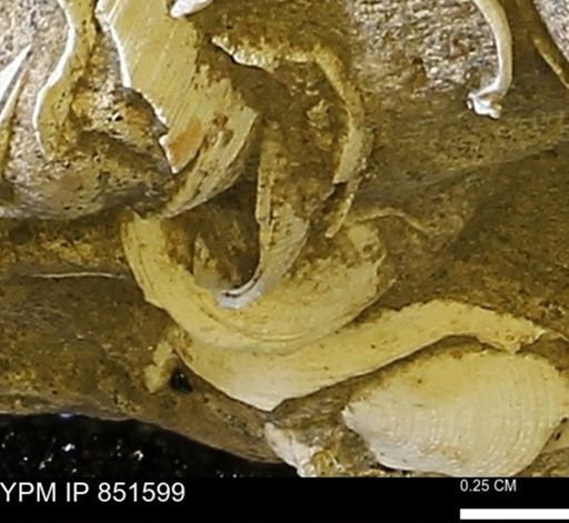 Limopsis striatopunctatus