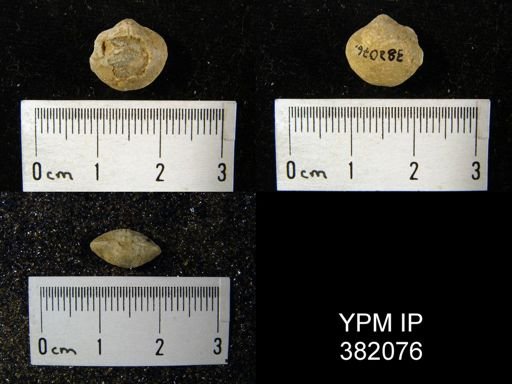 Cleiothyridina orbicularis