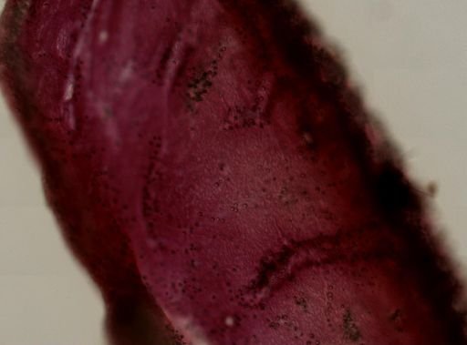 Chondrilla nucula