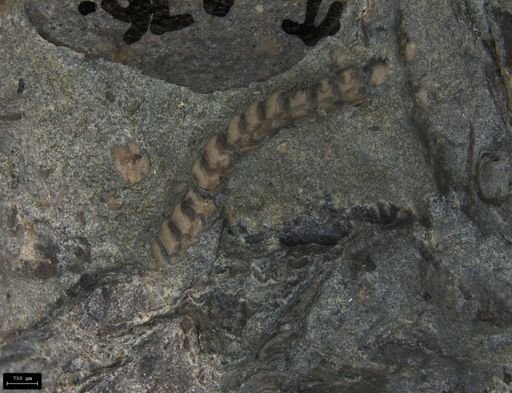 Aplocoma damesii