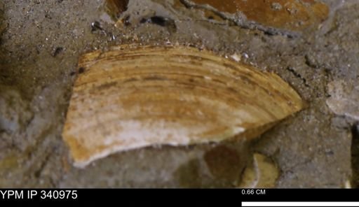 Corbicula sp.