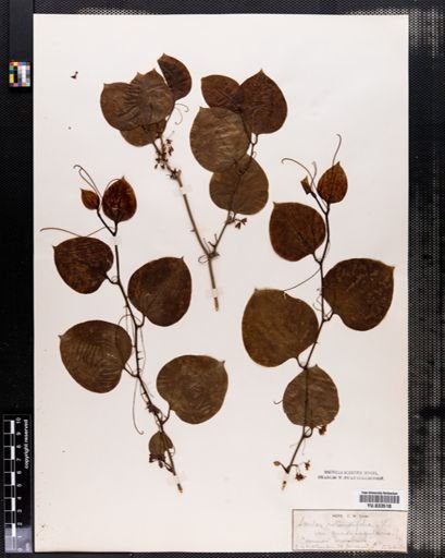Smilax rotundifolia