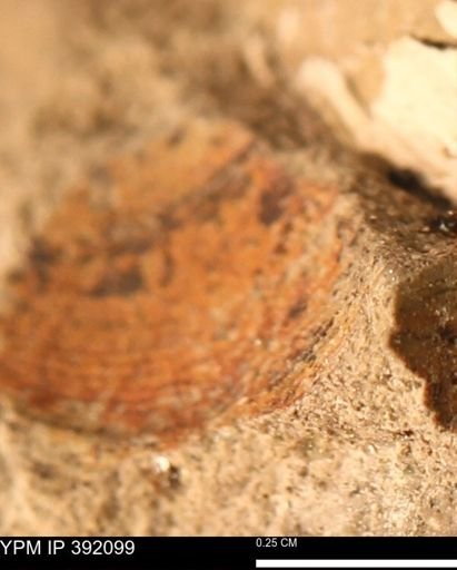 Protocardia sp.
