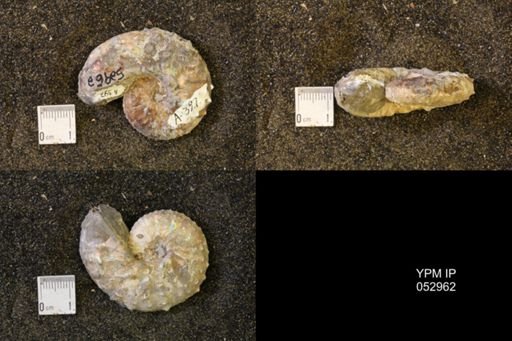 Discoscaphites gulosus
