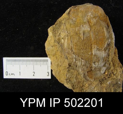 Productus cf. insinuatus