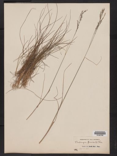 Deschampsia flexuosa