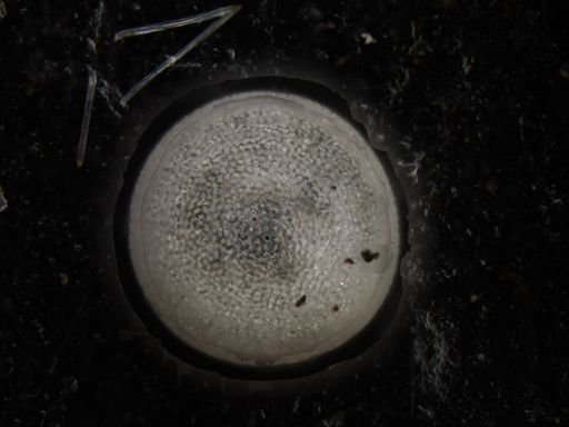 Orbulina universa