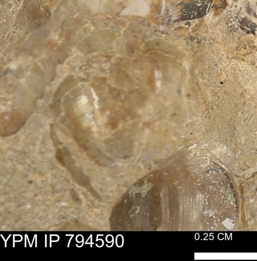 Protocardia subquadrata