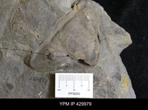 Dipleura dekayi