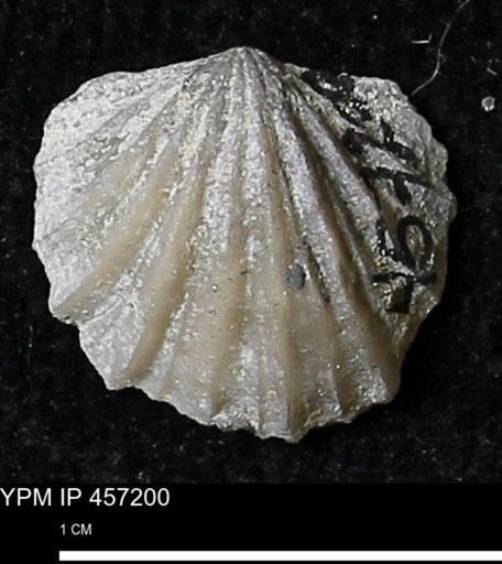 Stropheodonta erratica solidicosta