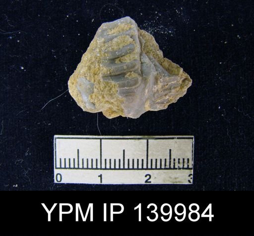 Oldhamina decipiens