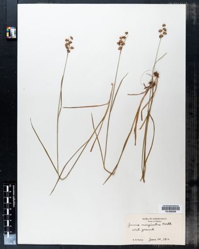 Juncus marginatus